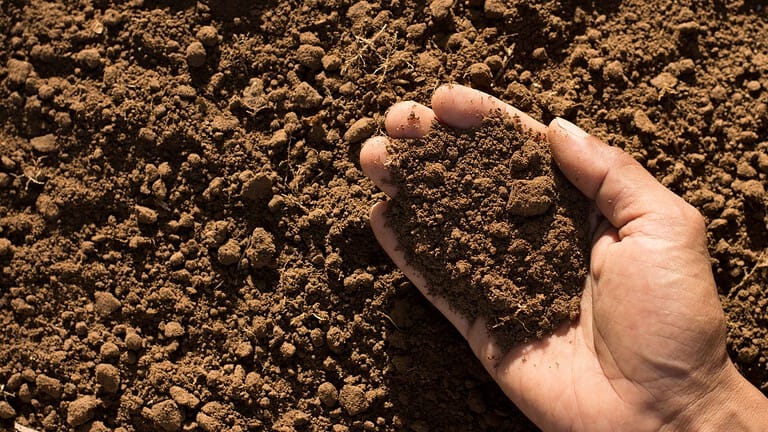 9 Things You Can Add to Your Soil for a Healthier Garden