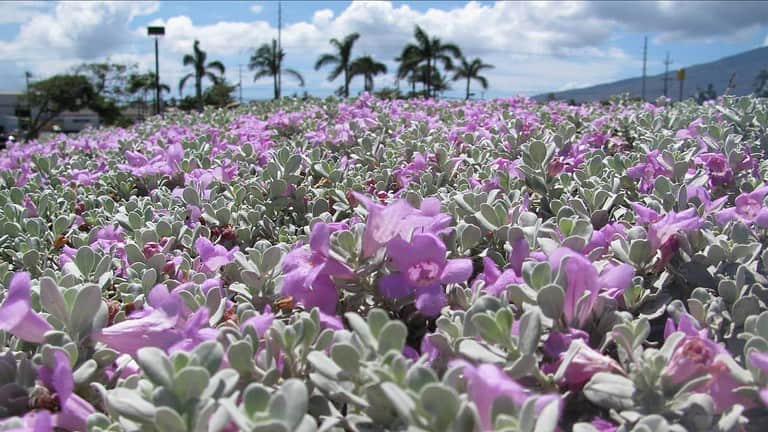 Leucophyllum frutescens (Texas ranger) or wild lilac flowers at UHMC Kahului, Maui, Hawaii