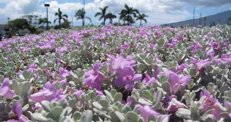 Leucophyllum frutescens (Texas ranger) or wild lilac flowers at UHMC Kahului, Maui, Hawaii