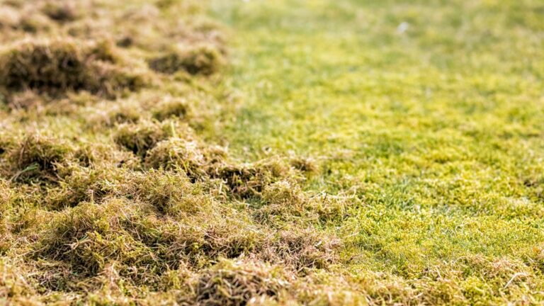 Close-up of lawn showing contrast between brown thatch or moss buildup and healthy green grass areas