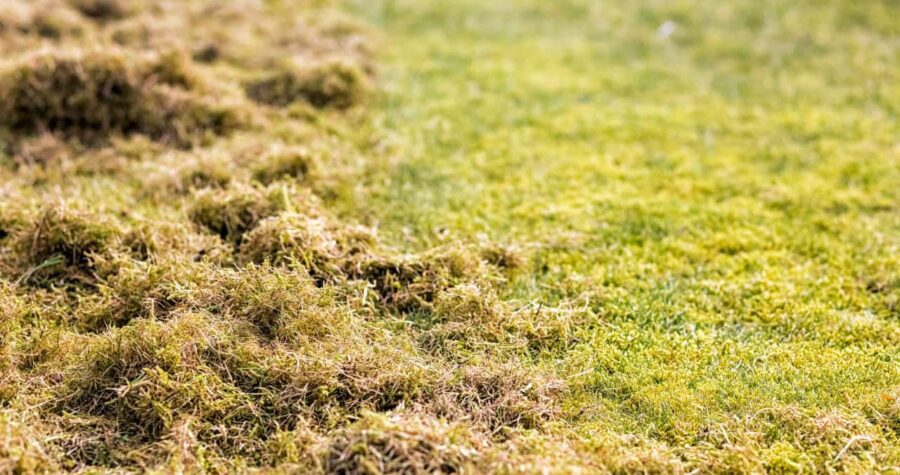 Close-up of lawn showing contrast between brown thatch or moss buildup and healthy green grass areas