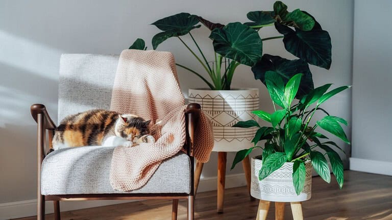 Multicolor cat pet sleeping on retro style armchair in modern scandinavian interior with many green house plants in hard sunlight. Biophilia style. Cozy, hygge home interior design. Selective focus. Plant. Plants. Houseplant. Houseplants.