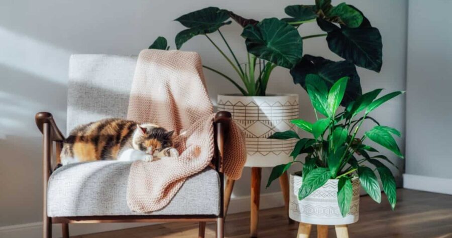 Multicolor cat pet sleeping on retro style armchair in modern scandinavian interior with many green house plants in hard sunlight. Biophilia style. Cozy, hygge home interior design. Selective focus. Plant. Plants. Houseplant. Houseplants.