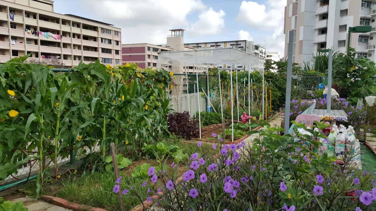 View of the home based roof top farming organic garden with various vegetables an plant