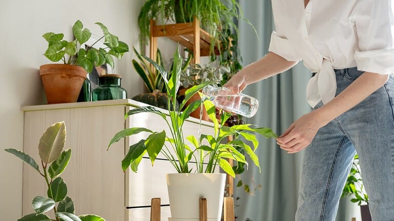 Woman sprays plants in flower pots at home. Indoor gardening. Caring for houseplants home. Interior with lots of plants.
