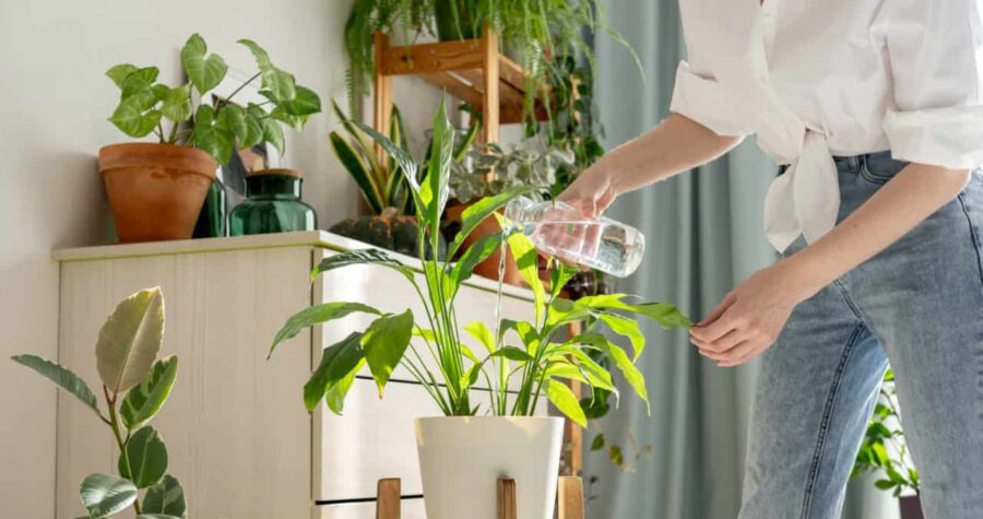 Woman sprays plants in flower pots at home. Indoor gardening. Caring for houseplants home. Interior with lots of plants.