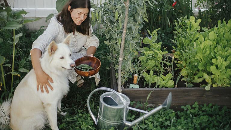 Woman with her dog gathering vegetables with pet in urban organic garden