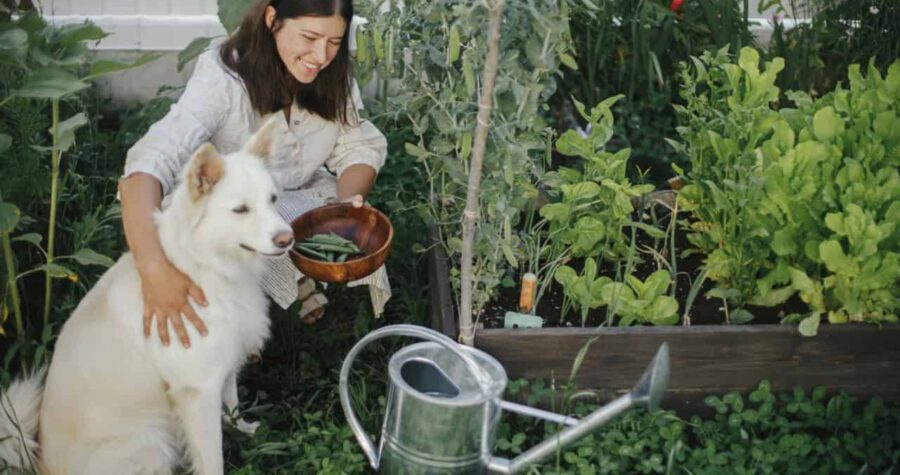 Woman with her dog gathering vegetables with pet in urban organic garden