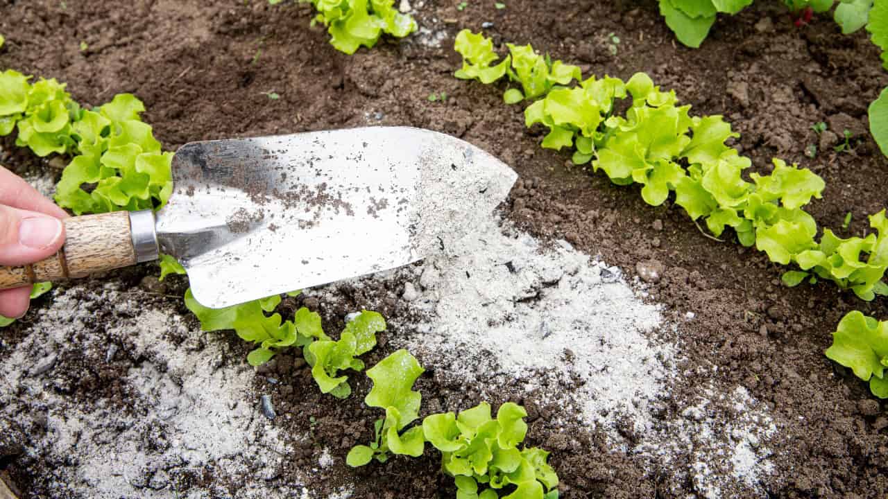 Garden soil with young lettuce plants, a metal trowel spreading white powder, likely lime or fertilizer, improving soil quality, promoting healthy plant growth