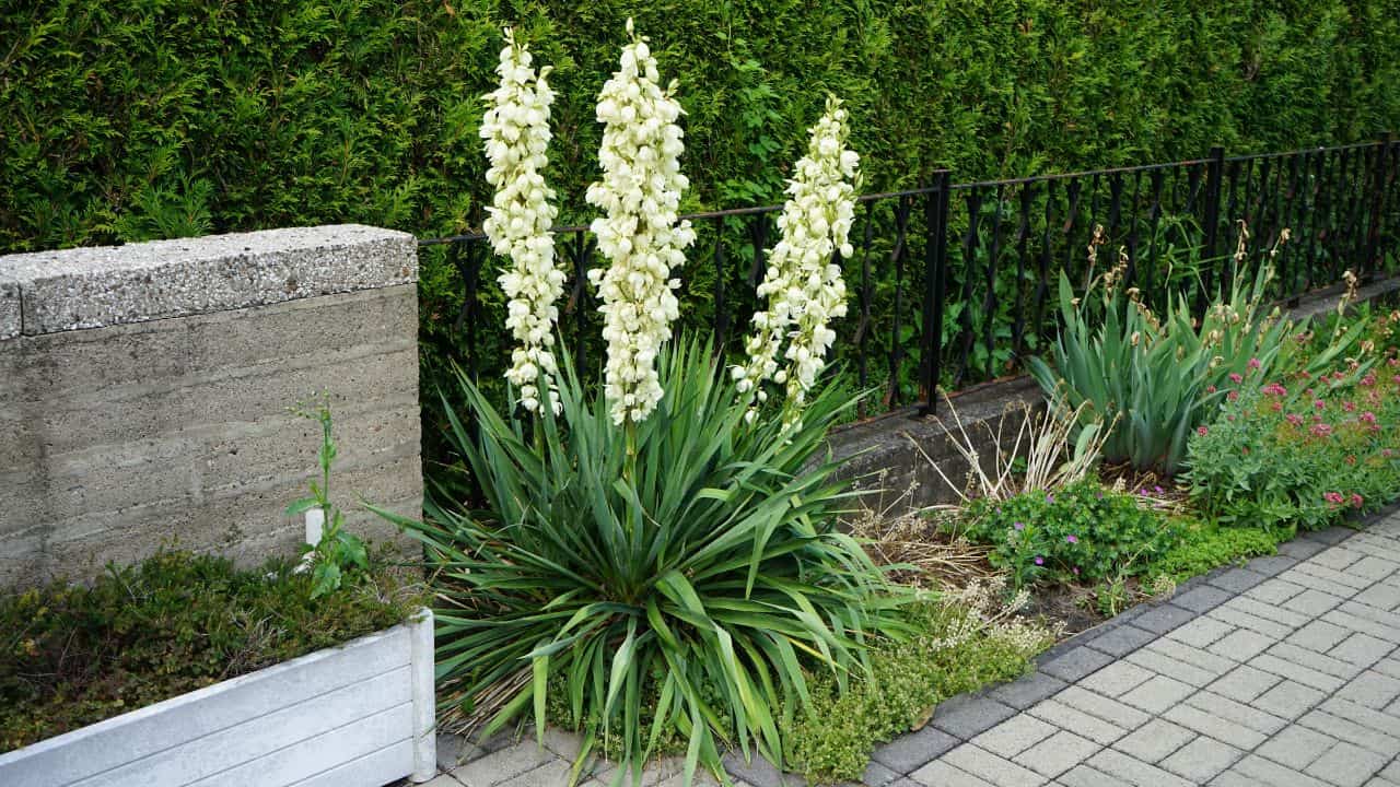 Yucca plant with tall white flower spikes, spiky green leaves at base, growing beside a paved walkway, bordered garden bed, black metal fence, trimmed hedge in background