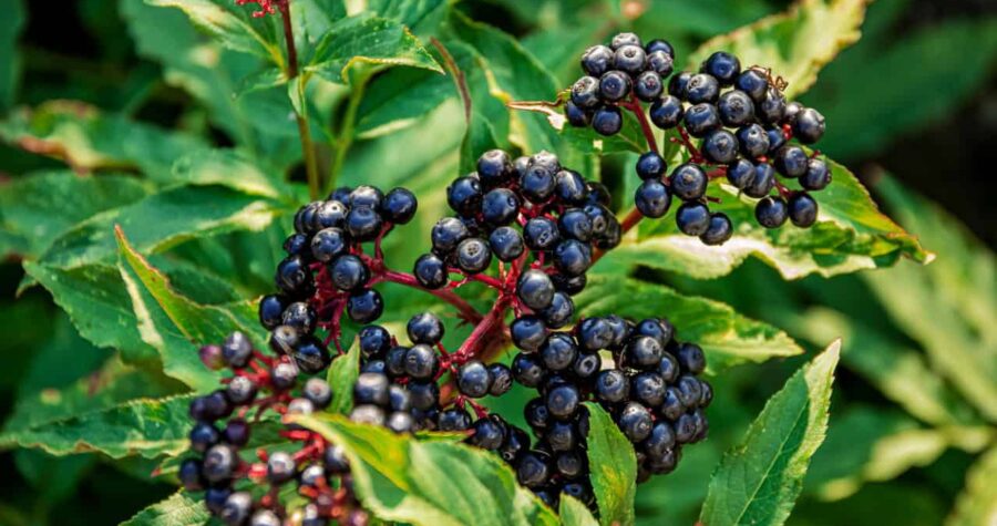 A bunch of elderberries in the woods