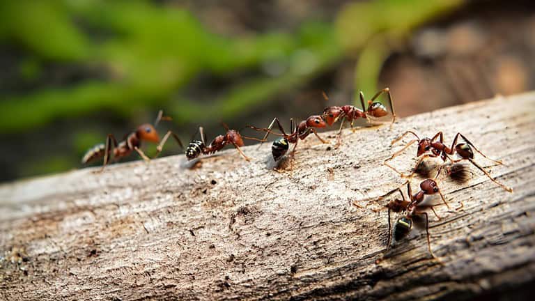 Close-up of red and black ants walking along a weathered log in a natural outdoor setting with blurred green background
