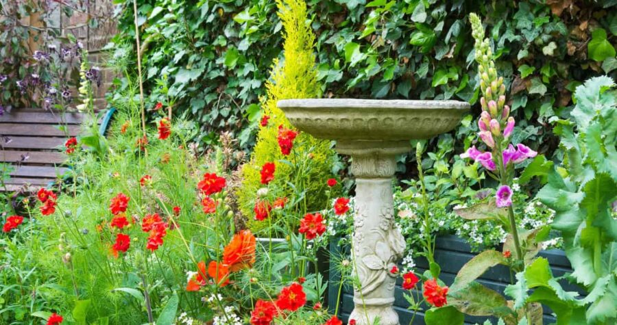 A small bird perched in a shallow water bath, droplets splashing around, feathers slightly ruffled from the water, natural outdoor setting with soft sunlight