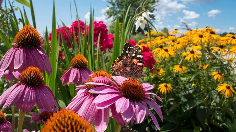 Pink coneflower in foreground with yellow and red flowers in garden background, sunny day