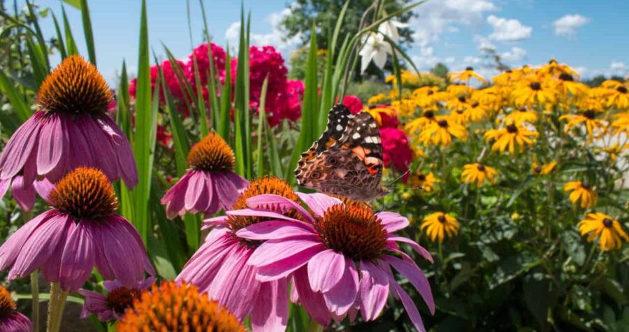 Pink coneflower in foreground with yellow and red flowers in garden background, sunny day