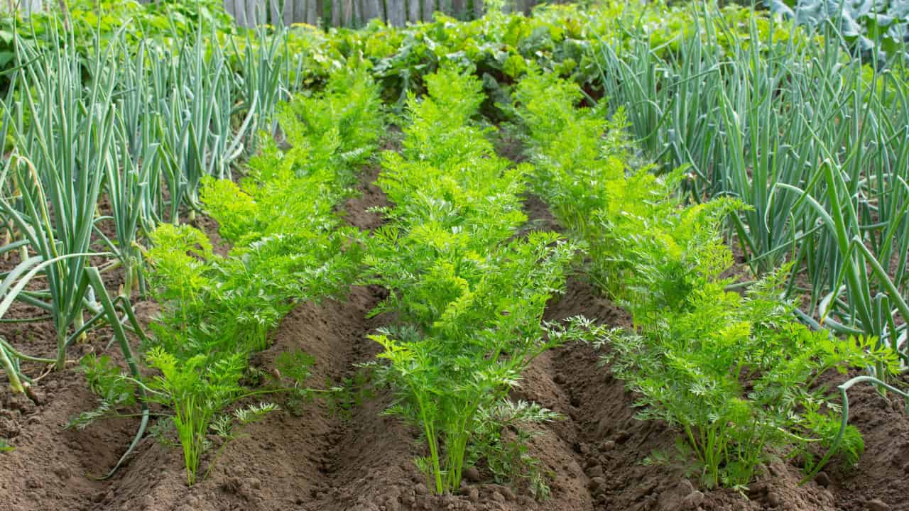 planting different crops in close proximity to use space more efficiently