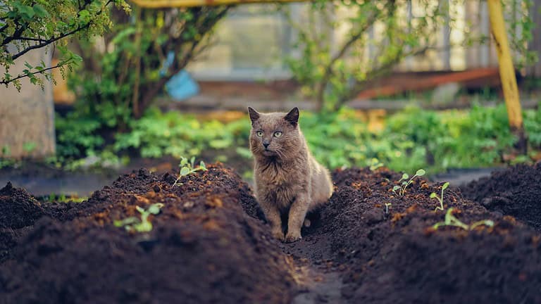 9 Simple Ways to Keep Cats from Using Your Garden as a Litter Box