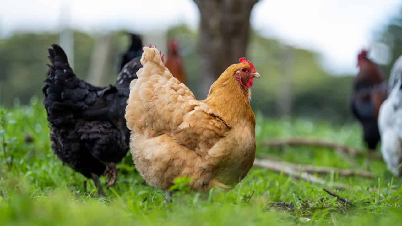 Chicken on a farm, feathers ruffled or smooth, natural ground surface, barn or coop in background, open-air or fenced environment