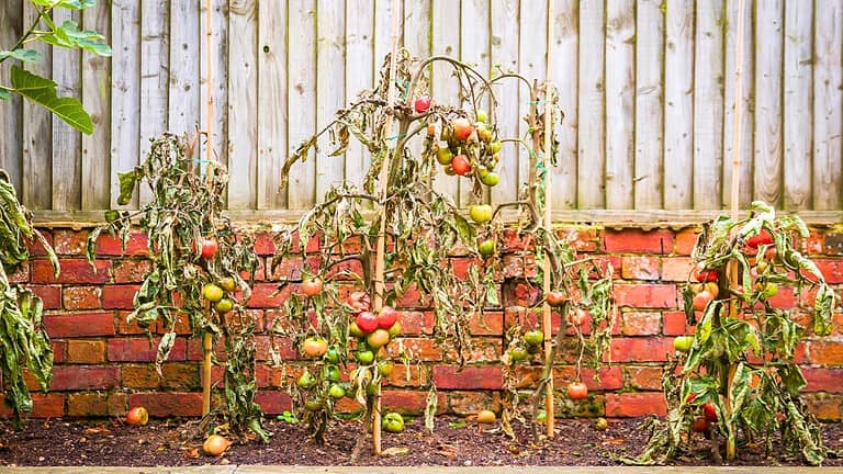 Withered tomato plants with drooping leaves and unharvested fruit, growing against a red brick wall and wooden fence