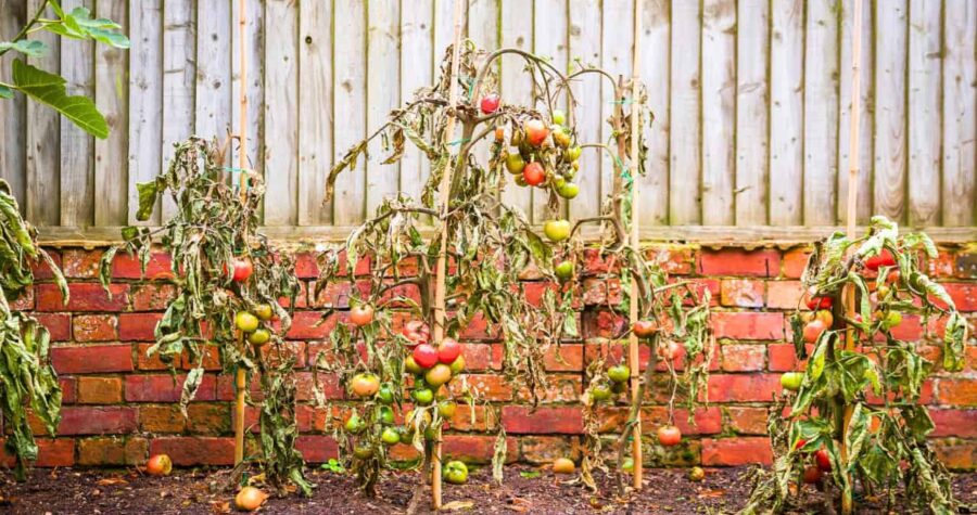Withered tomato plants with drooping leaves and unharvested fruit, growing against a red brick wall and wooden fence