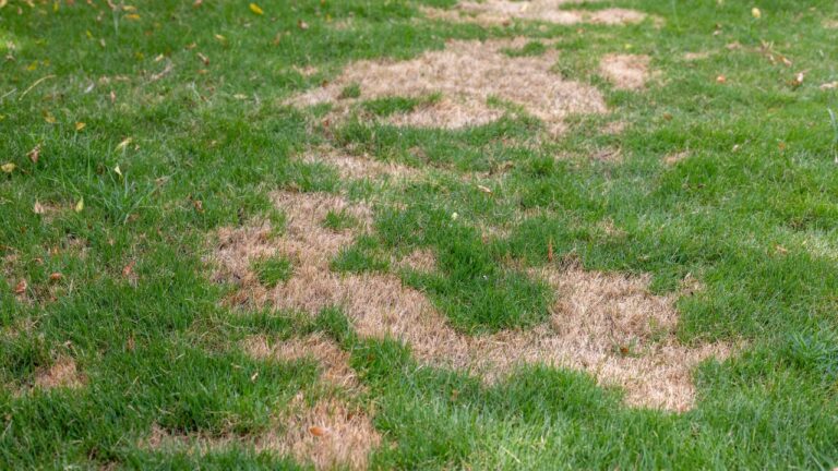 11 Lawn Care Mistakes That Will Destroy Your Grass