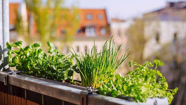 flower-box with growing fresh herbs on the balcony