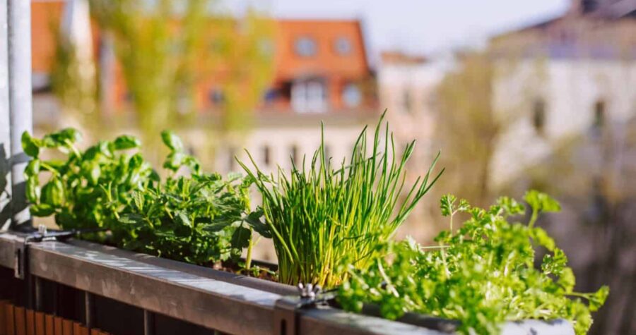 flower-box with growing fresh herbs on the balcony