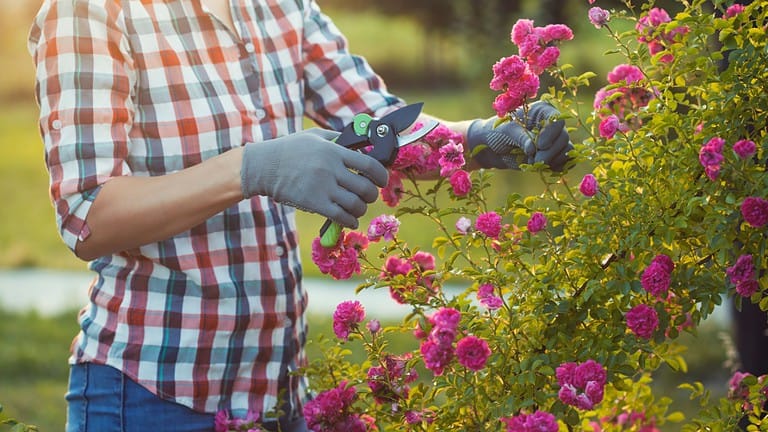 gardener wearing gloves pruning pink rose bushes, using gardening shears, maintaining plant health, surrounded by a lush garden