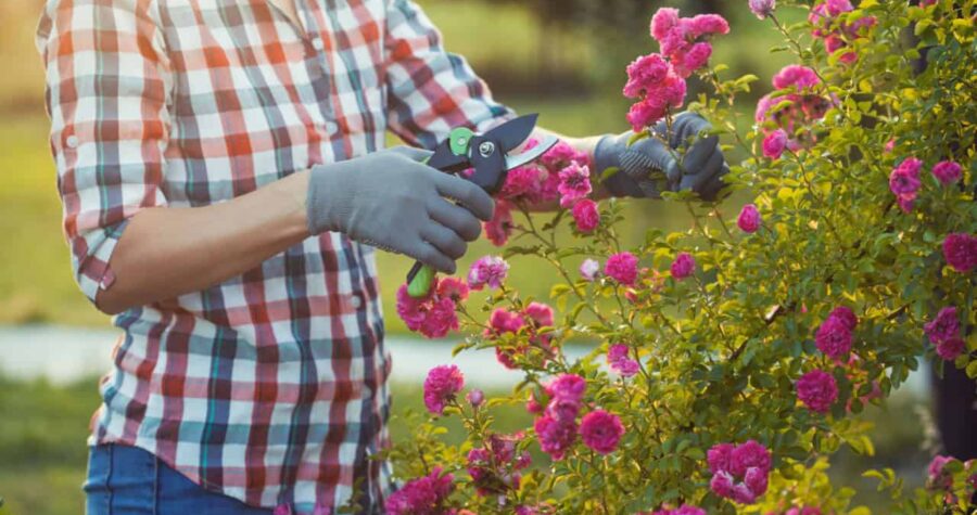 gardener wearing gloves pruning pink rose bushes, using gardening shears, maintaining plant health, surrounded by a lush garden