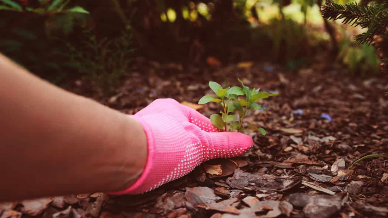 gardener removing weeds from garden bed