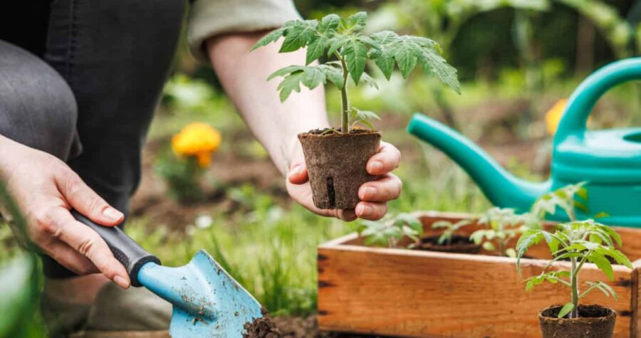 gardening, planting tomatoes, planting