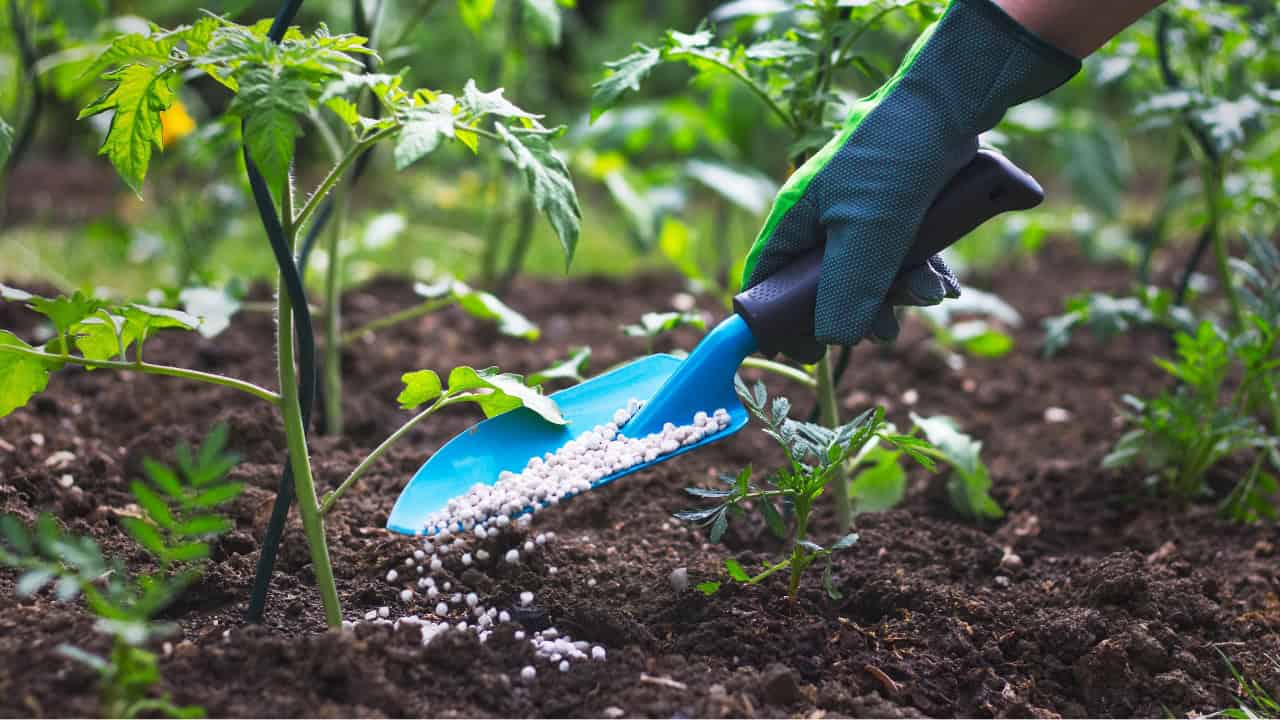 A hand in a green gardening glove is using a blue hand trowel to apply fertilizer or soil additive to the soil around young plants in a garden, enhancing plant growth
