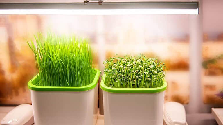 growing plants in a smart hidden form with artificial led lighting. spectrum fitolampy for seedlings and growing plants