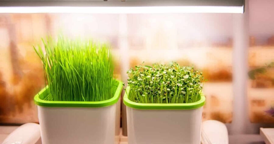 growing plants in a smart hidden form with artificial led lighting. spectrum fitolampy for seedlings and growing plants