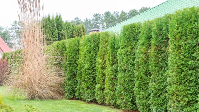 Hedge of evergreen arborvitae thuja near of a green turf law and Cortaderia selloana is a nice flowering grass for the garden