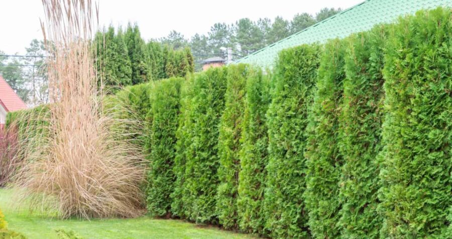 Hedge of evergreen arborvitae thuja near of a green turf law and Cortaderia selloana is a nice flowering grass for the garden