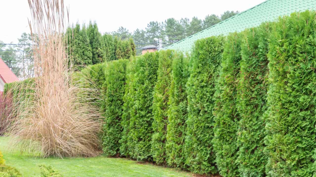 hedge of evergreen arborvitae thuja near of a green turf law and Cortaderia selloana is a nice flowering grass for the garden