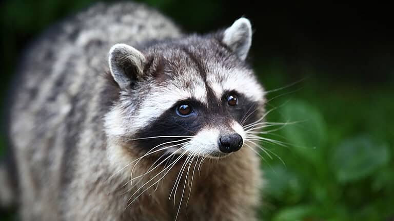 9 Ways to Keep Raccoons Out of Your Garden for Good