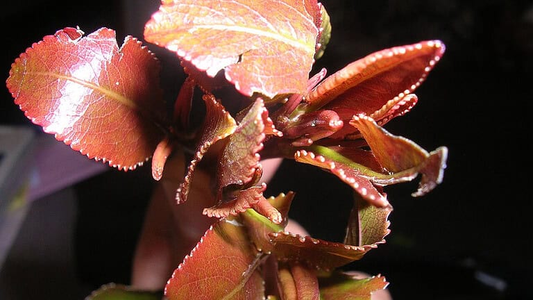 9 Herbs That Are Illegal Around the World