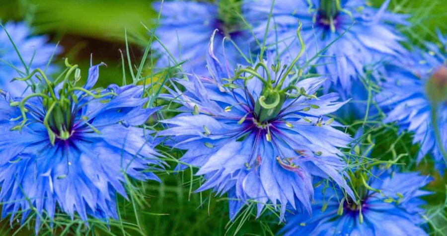 Delicate blue love-in-a-mist flowers with feathery petals and thread-like green foliage creating a misty, ethereal garden display