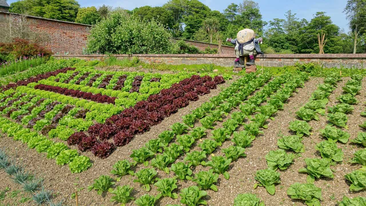 Rows of lettuce in a garden with a lumpy, quite silly scarecrow