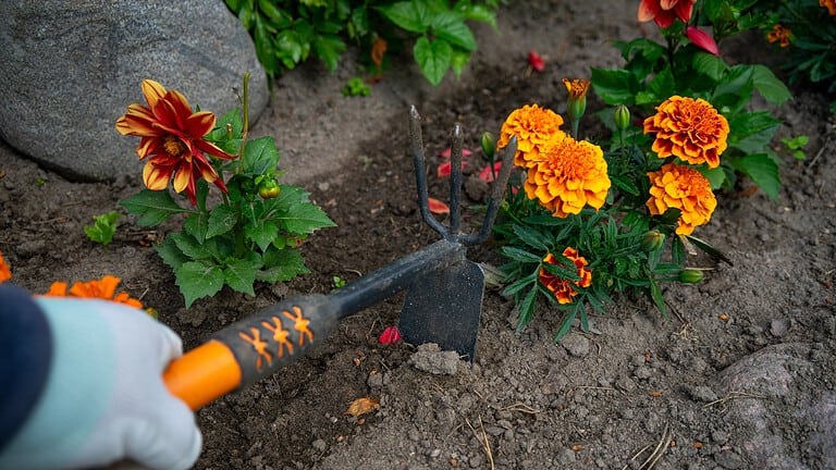 Close-up of marigold flowers, bright orange and yellow petals, hand tool in soil, gardening in progress, green foliage