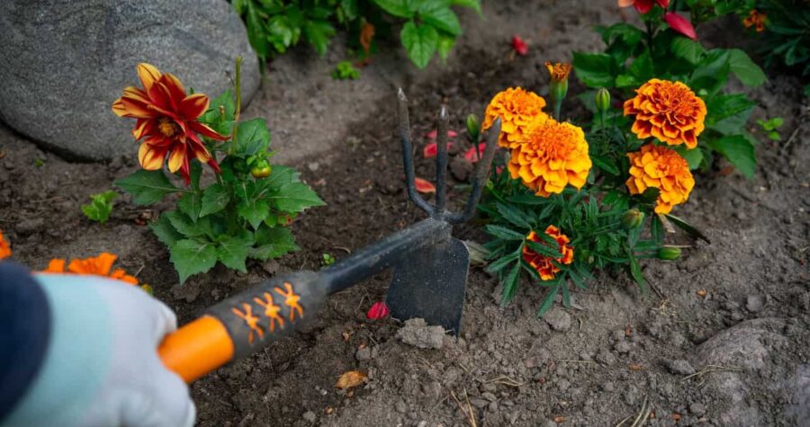 Close-up of marigold flowers, bright orange and yellow petals, hand tool in soil, gardening in progress, green foliage