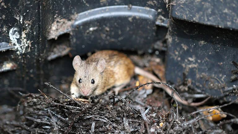 Small brown mouse or rodent sitting inside dark compost bin among decomposing organic matter and food scraps