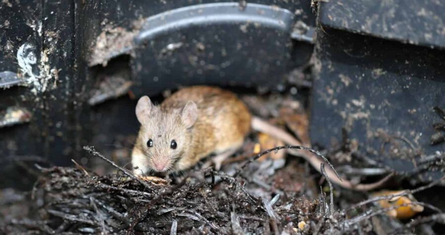 Small brown mouse or rodent sitting inside dark compost bin among decomposing organic matter and food scraps
