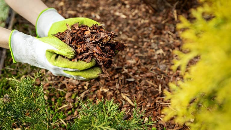 Gloved hands holding wood mulch, rich brown mulch covering the ground, green plants nearby, used for moisture retention and weed control