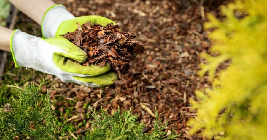 Gloved hands holding wood mulch, rich brown mulch covering the ground, green plants nearby, used for moisture retention and weed control