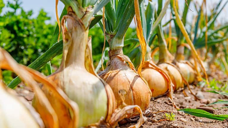 Fresh onions growing in soil, green leaves sprouting, golden bulbs exposed, farm harvest, organic vegetable cultivation, healthy crop, agricultural field