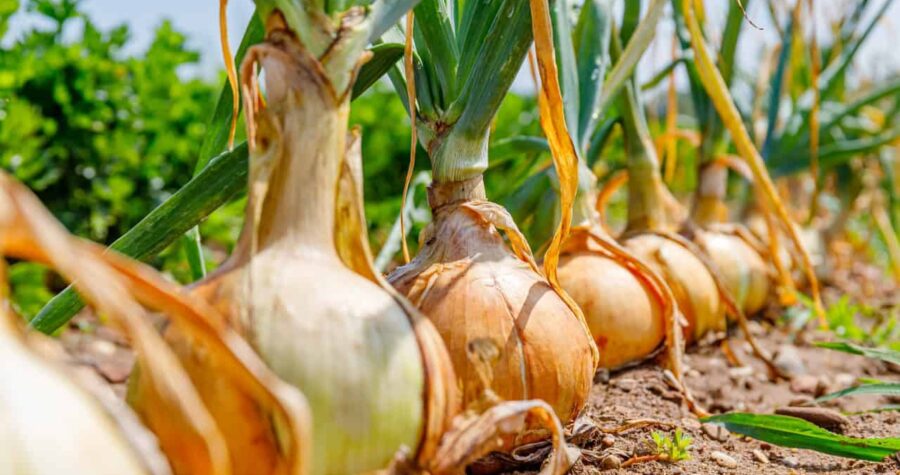 Fresh onions growing in soil, green leaves sprouting, golden bulbs exposed, farm harvest, organic vegetable cultivation, healthy crop, agricultural field