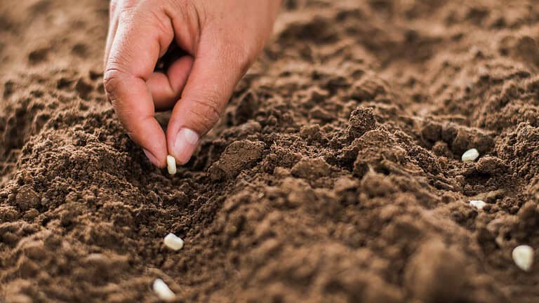 9 Heirloom Vegetables to Plant This Spring for a Taste of the Past